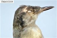 灰頭鷦鶯藏品圖，第8張